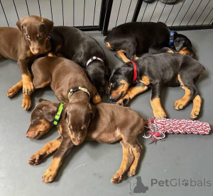 Photo №3. Urocze szczenięta dobermana do adopji. Pologne