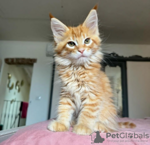 Photo №1. maine coon - à vendre en ville de Санкт-Мориц | 400€ | Annonce № 116331