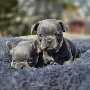 Photo №3. Chiots bouledogue français de race pure aux tempéraments exceptionnels. France