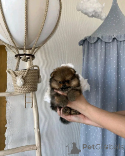 Photo №2 de l'annonce № 138053 de la vente  - acheter à Espagne 