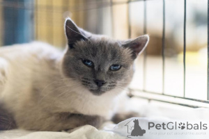 Photo №1.  - à vendre en ville de Khimki | Gratuit | Annonce № 159059