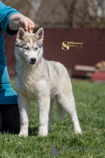 Photo №4. Je vais vendre husky de sibérie en ville de Москва. éleveur - prix - négocié