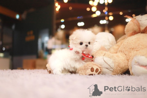 Photo №3. Dean Janet Kay Puppies House. USA