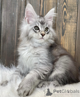 Photo №1. maine coon - à vendre en ville de Bellaire | 533€ | Annonce № 161779
