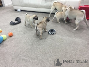 Photo №2 de l'annonce № 164891 de la vente carlin - acheter à Belgique annonce privée, éleveur