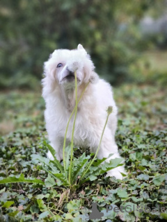 Photos supplémentaires: chien chinois à crête