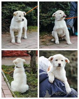 Photo №1. chien bâtard - à vendre en ville de Moskova | Gratuit | Annonce №168472