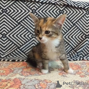 Photo №2 de l'annonce № 145290 de la vente  - acheter à Biélorussie annonce privée