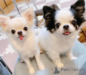 Photo №1. chien bâtard - à vendre en ville de Гамбург | négocié | Annonce №139187