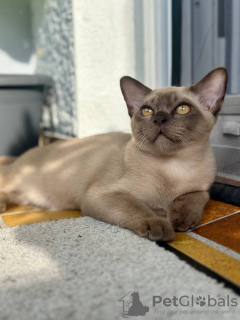 Photo №4. Je vais vendre sacré de birmanie en ville de Bad Kreuznach. éleveur - prix - 650€