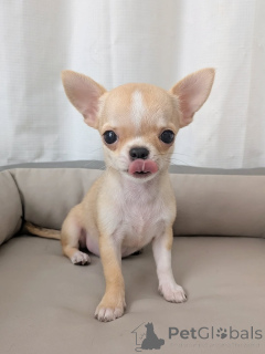 Photo №4. Je vais vendre chihuahua en ville de Helsinki. annonce privée, de l'abri - prix - 500€