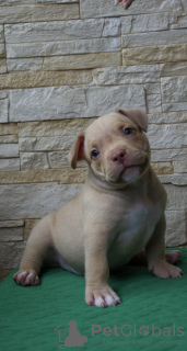 Photo №4. Je vais vendre american bully en ville de Москва. éleveur - prix - 616€