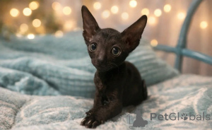 Photo №1. cornish rex - à vendre en ville de Bönningstedt | 350€ | Annonce № 177533