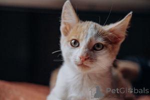 Photo №4. Je vais vendre  en ville de Rivière moscou. annonce privée - prix - Gratuit