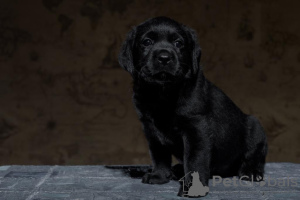 Photo №2 de l'annonce № 43500 de la vente labrador retriever - acheter à Fédération de Russie de la fourrière, éleveur