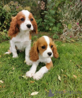 Photo №1. cavalier king charles spaniel - à vendre en ville de Stockholm | 237€ | Annonce №117976