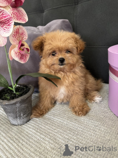 Photo №2 de l'annonce № 135182 de la vente spitz nain - acheter à Allemagne annonce privée, de la fourrière, éleveur