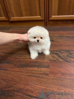 Photo №2 de l'annonce № 139176 de la vente spitz nain - acheter à Allemagne annonce privée