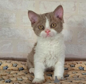 Photo №1. selkirk rex à poil ras - à vendre en ville de Hattingen | 350€ | Annonce № 177644