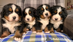 Photo №3. Superbes chiots bouvier bernois. USA