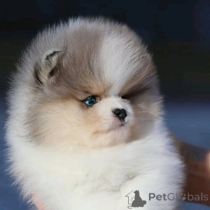 Photo №3. Tasse de thé formée aux toilettes Poméranie. Espagne