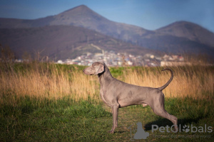 Photos supplémentaires: Chiots Weimar Hound de haute race