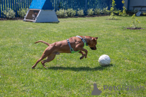 Photo №3. Iskander, le pit-bull ensoleillé le plus gentil, cherche une maison !. Fédération de Russie