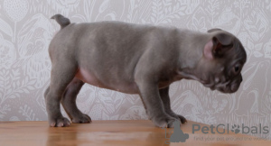 Photo №4. Je vais vendre bouledogue en ville de Дрезден. annonce privée, éleveur - prix - 300€