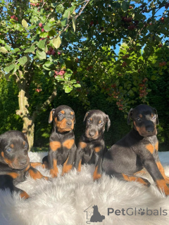 Photo №2 de l'annonce № 160199 de la vente dobermann - acheter à Allemagne annonce privée