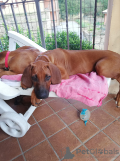 Photos supplémentaires: Chiots Rhodesian Ridgeback à vendre