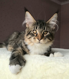 Photo №3. VENTE !! Deux chats Maine Coon sont gratuits. Fédération de Russie