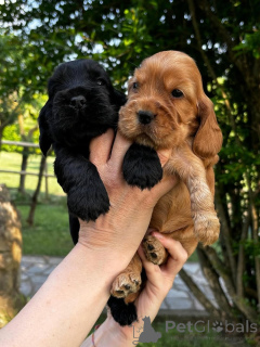 Photo №1. cocker spaniel anglais - à vendre en ville de Paris | 700€ | Annonce №163167