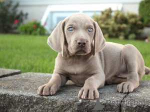 Photo №3. Chiots Weimaraner WhatsApp 64 9-889 4165. Suisse