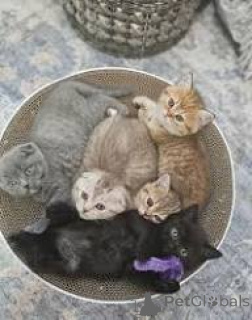 Photo №1. scottish fold - à vendre en ville de Marseille | 500€ | Annonce № 165926