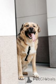 Photo №2 de l'annonce № 154082 de la vente chien bâtard - acheter à Fédération de Russie 