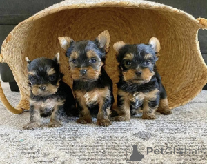 Photo №1.  - à vendre en ville de Avsallar | négocié | Annonce №161740