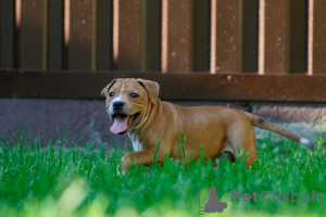 Photo №3. American Staffordshire Bull Terrier garçon. Pologne