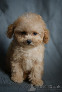 Photo №3. Maltipoo micro mini pour garçon luxueux, tikap. Allemagne