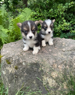 Photo №4. Je vais vendre welsh corgi en ville de Vilnius. annonce privée - prix - 800€