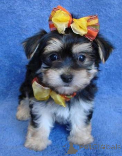 Photo №3. Puppies du Yorkshire Terrier WhatsApp 64 9-889 4165. Suisse