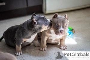 Photo №1. american bully - à vendre en ville de Bochum | 999€ | Annonce №147462