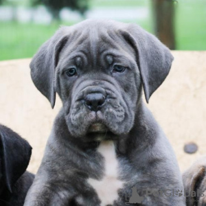 Photo №4. Je vais vendre cane corso en ville de Munich. annonce privée - prix - Gratuit