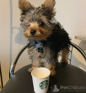 Photo №1. yorkshire terrier - à vendre en ville de Los Angeles | négocié | Annonce №127562