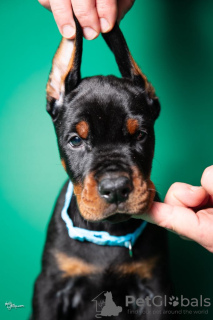 Photo №1. dobermann - à vendre en ville de Belgrade | négocié | Annonce №125077