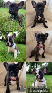 Photo №1. bouledogue - à vendre en ville de Stockholm | 2000€ | Annonce №23874