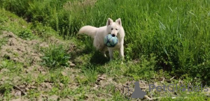 Photo №3. Berger blanc suisse. Fédération de Russie