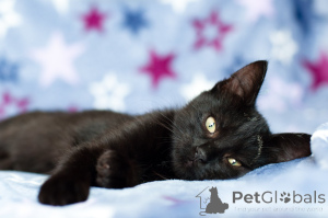 Photo №3. Beauté Leila. Biélorussie