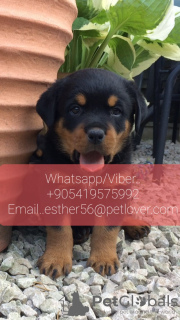 Photo №1. rottweiler - à vendre en ville de Volgograd | 426€ | Annonce №107025