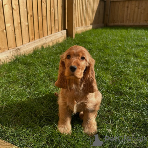 Photo №1. cocker spaniel anglais - à vendre en ville de Helmond | négocié | Annonce №162438