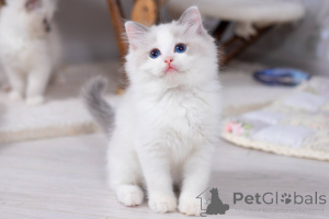 Photo №1. ragdoll - à vendre en ville de Washington | 630€ | Annonce № 178259